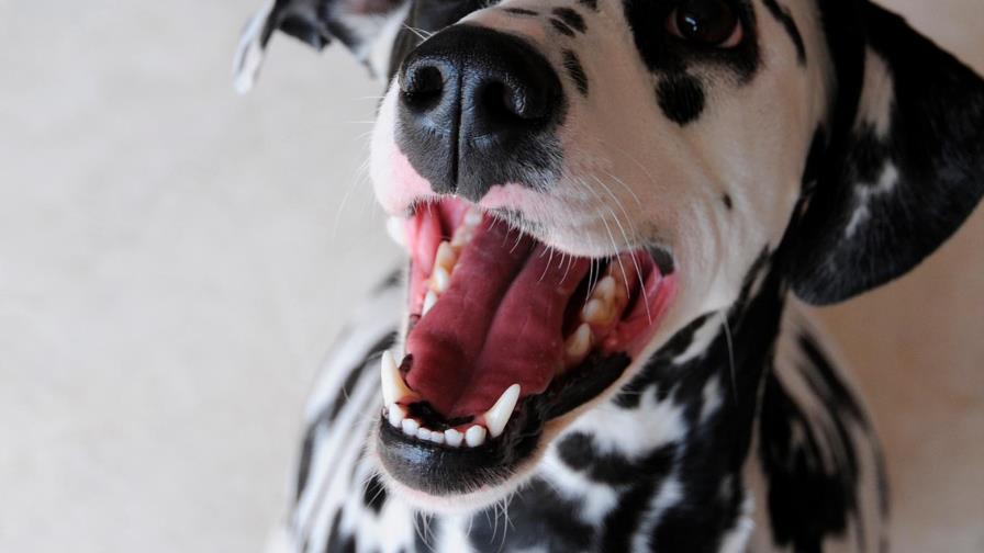 El dálmata, a pesar de su edad, es hiperactivo...