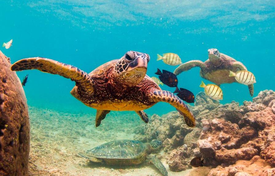 ¡Así se ven más de 60 mil tortugas marinas desde las alturas!