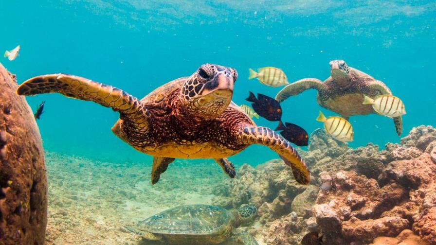 ¡Así se ven más de 60 mil tortugas marinas desde las alturas!