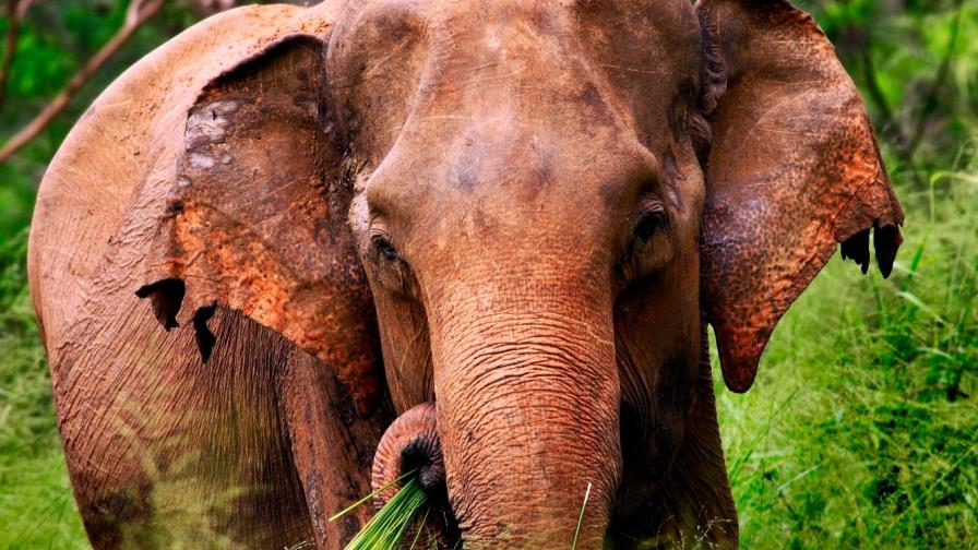 Un elefante se pasea a sus anchas por las calles de una ciudad india