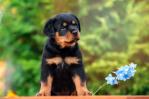 ¿Cómo criar un Rottweiler?