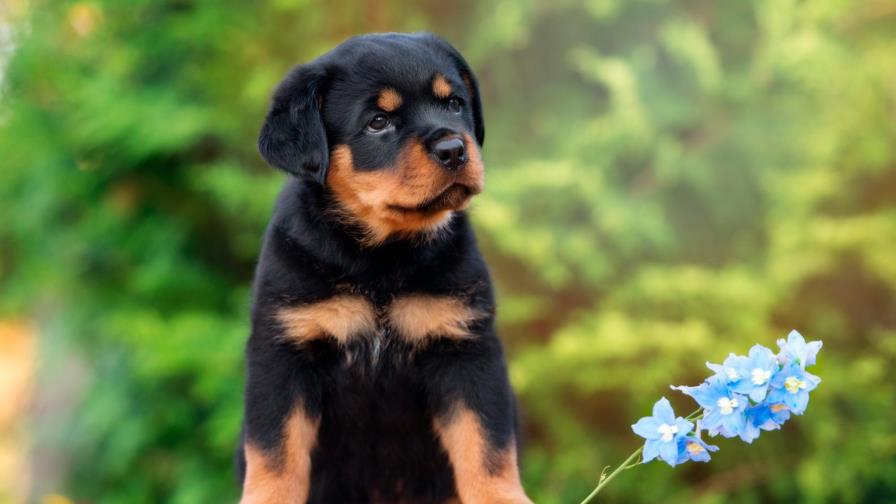 ¿Cómo criar un Rottweiler?
