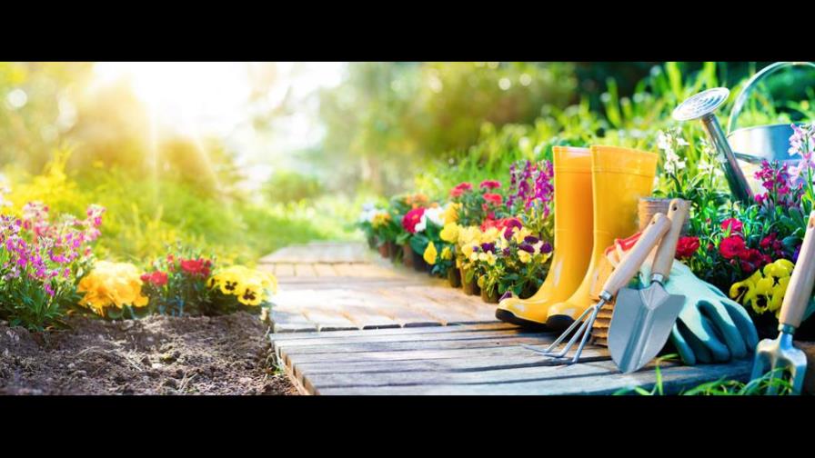 5 plantas que repelen las plagas del jardín y el huerto