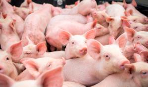 Autoridades emplazan a productores informales de cerdos a eliminar criaderos en Pedernales 