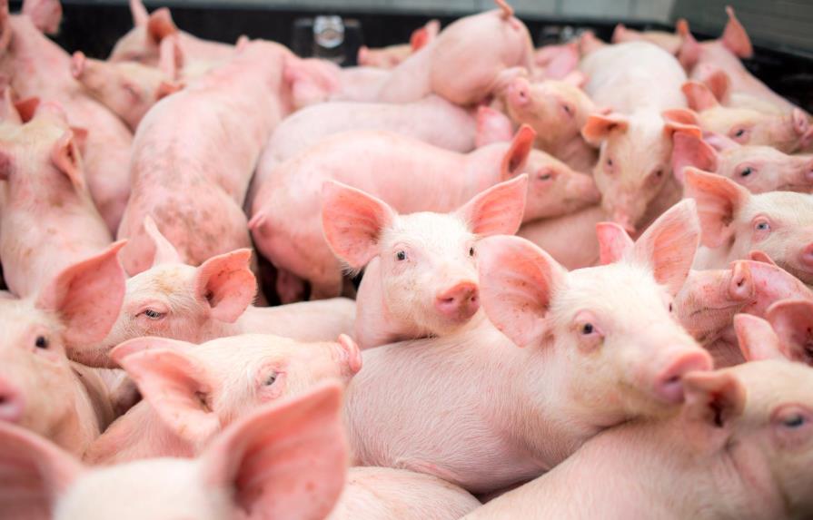 Autoridades emplazan a productores informales de cerdos a eliminar criaderos en Pedernales 