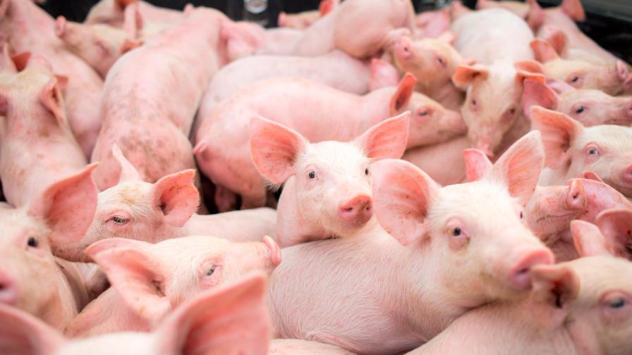 Autoridades emplazan a productores informales de cerdos a eliminar criaderos en Pedernales Autoridades emplazan a productores informales de cerdos a eliminar criaderos en Pedernales