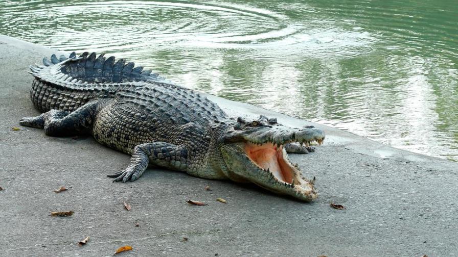 ¡Invasión de cocodrilos en las calles de México!