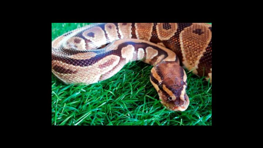 La mutación de gen de una serpiente revela el origen del color de la piel