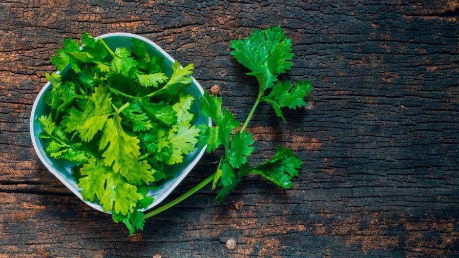 ¿No lo usas? Por qué deberías incluir el cilantro en tus recetas