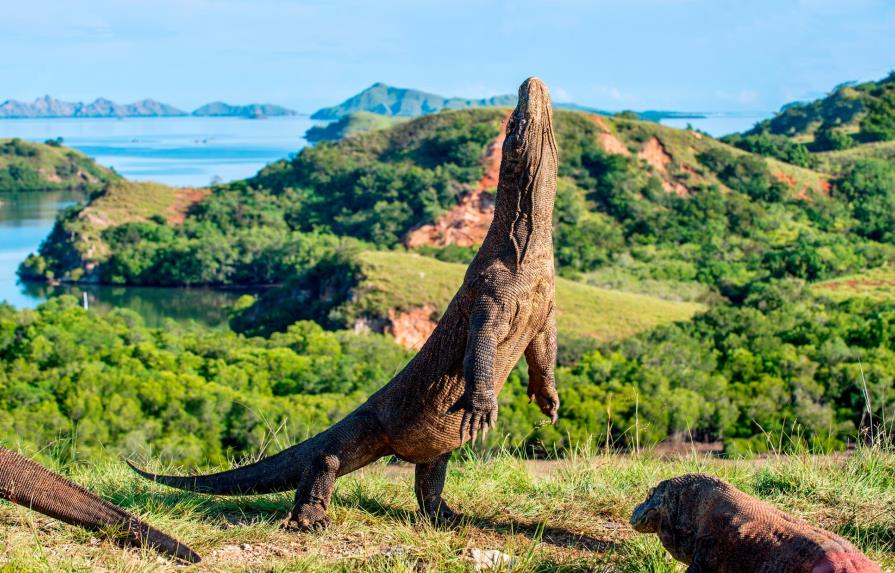 Solo para valientes: así es una visita a la isla de los dragones de Komodo