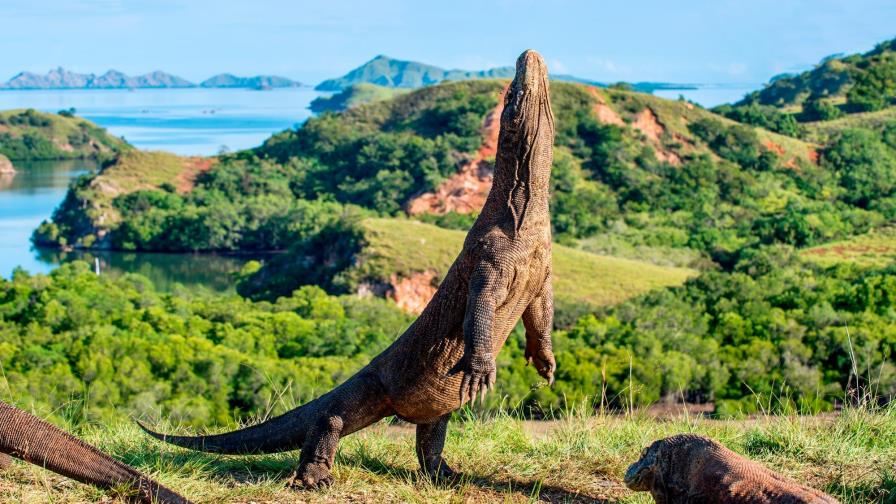 Solo para valientes: así es una visita a la isla de los dragones de Komodo