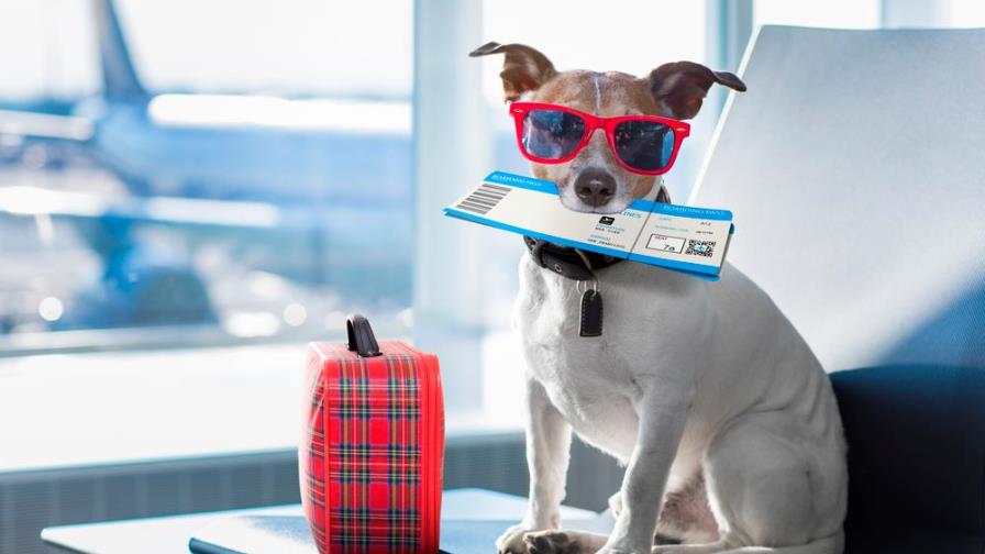 ¿Llevas a tu mascota de vacaciones? Todo lo que debes saber 