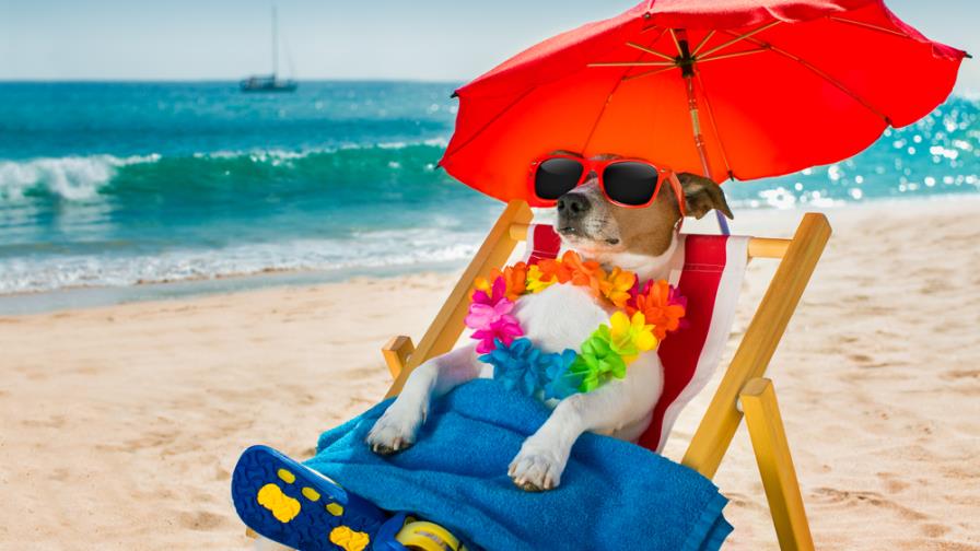 Las vacaciones que soñó tu mascota