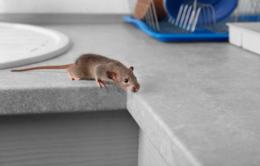 Un bar de Estados Unidos ofrece a sus clientes tocar y acariciar ratas