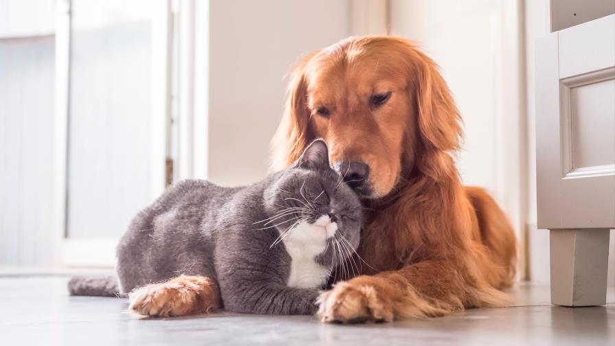 5 beneficios de tener una mascota en casa 5 beneficios de tener una mascota en casa