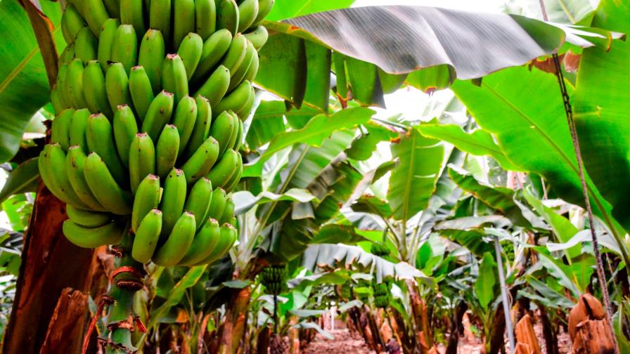 Autoridades dicen hay plátanos pese a déficit por la sequía Autoridades dicen hay plátanos pese a déficit por la sequía