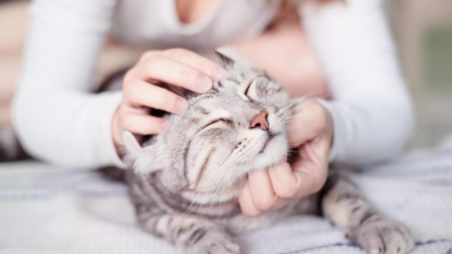 La razón por la que infectados por COVID-19 deberían limitar el contacto con sus gatos