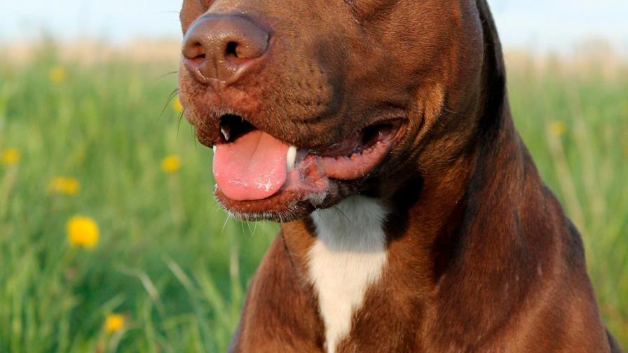 La perrita Pitbull sangra mucho
Vomita y no come