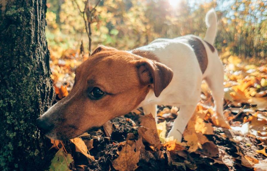 ¿Sabes cómo funciona el olfato de tu perro? ¡No podrás creer el grado de precisión que tiene!