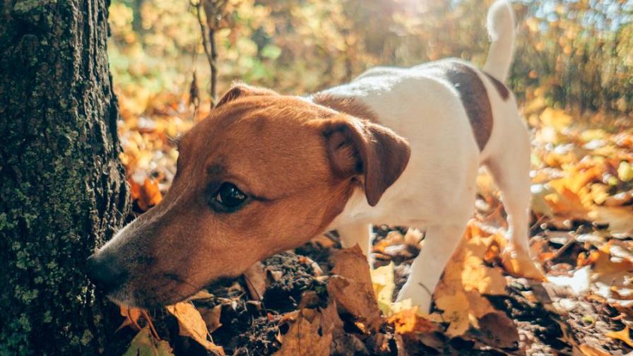 ¿Sabes cómo funciona el olfato de tu perro? ¡No podrás creer el grado de precisión que tiene!