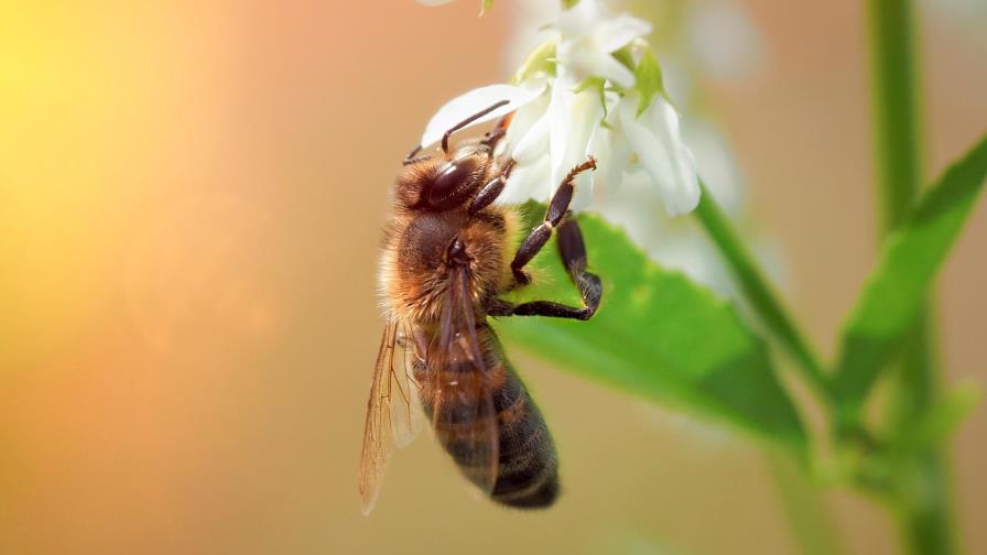 Las abejas son capaces de hacer sumas y restas Las abejas son capaces de hacer sumas y restas