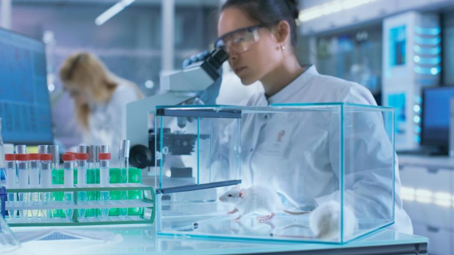 Trasplantan con éxito en ratas minihígados humanos creados en laboratorio