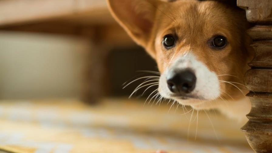Sigue estos consejos para calmar a tu mascota ansiosa