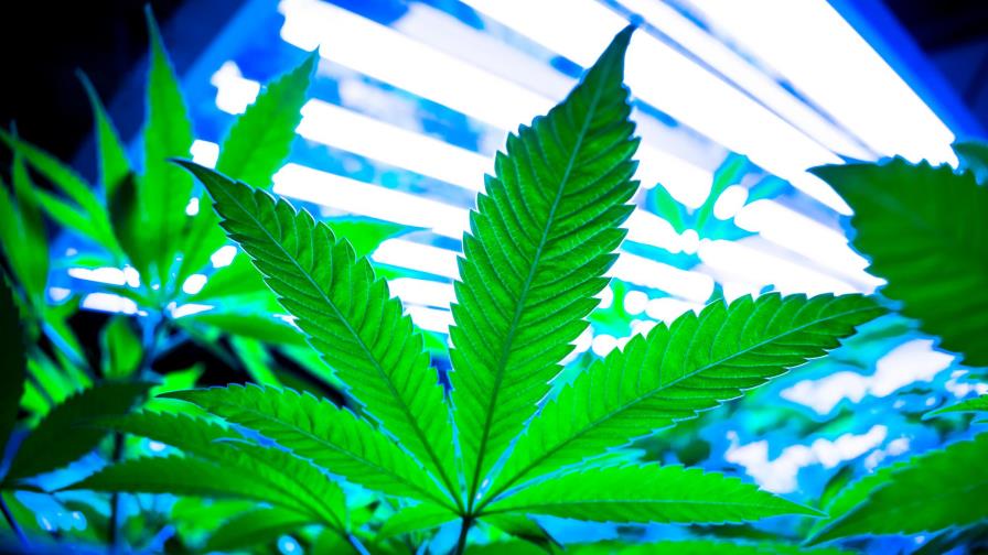 Luz verde al que sería primer café y restaurante a base de cannabis en EEUU