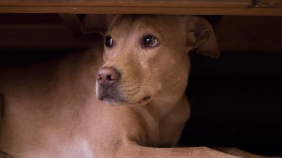 ¿Cómo identificar si tu perro tiene estrés? ¿Cómo identificar si tu perro tiene estrés?