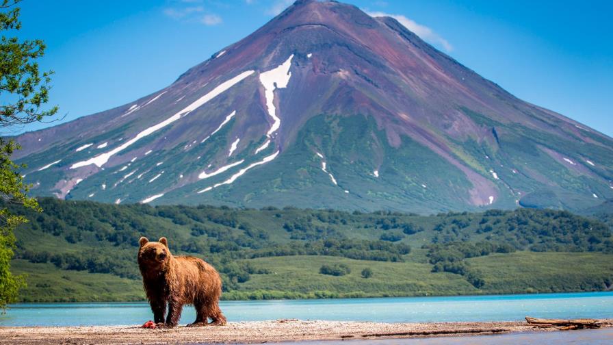 Trump levanta restricciones para cazar osos y lobos en Alaska