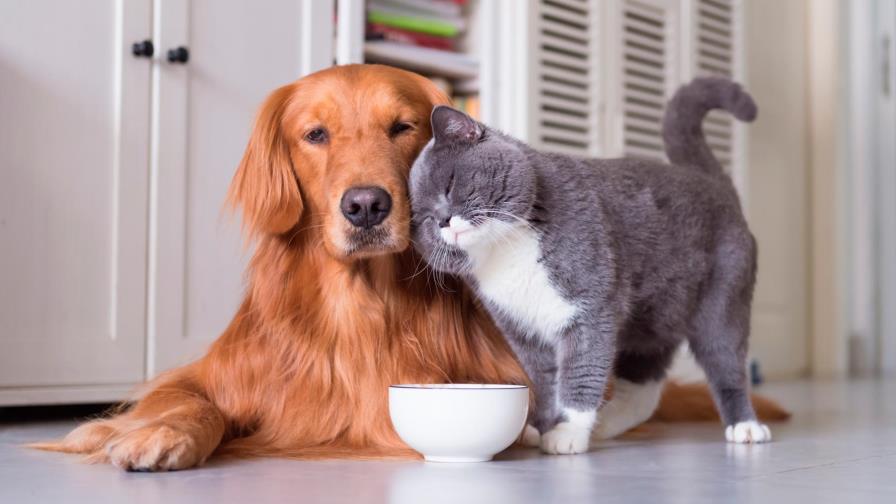 Can your pets get coronavirus, and can you catch it from them? Here is the answer