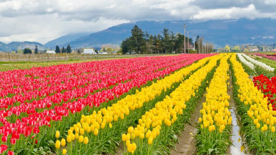 El mayor jardín de tulipanes de Asia se marchita por el Covid-19