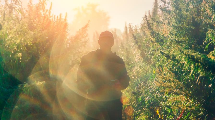 Turistiando por los caminos del cannabis