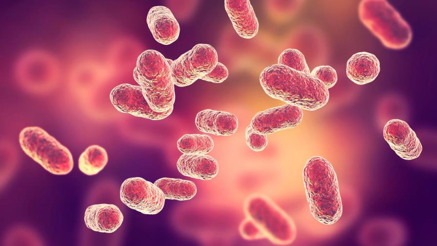 Microbios con código de barras para rastrear el origen de los alimentos Microbios con código de barras para rastrear el origen de los alimentos
