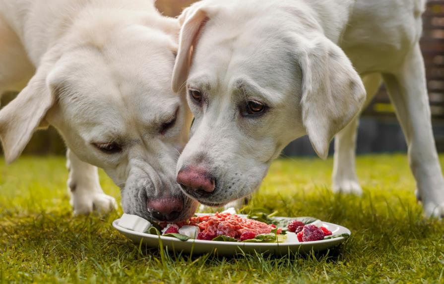 Una pareja vegana fue impedida de tener perros por no darles carne