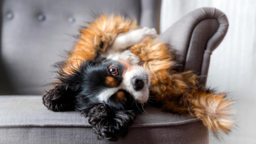 ¡Trucos para quitar el pelo de tu mascota de los sillones