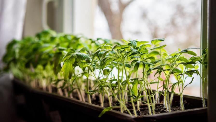 3 plantas medicinales que puedes tener en tu hogar
