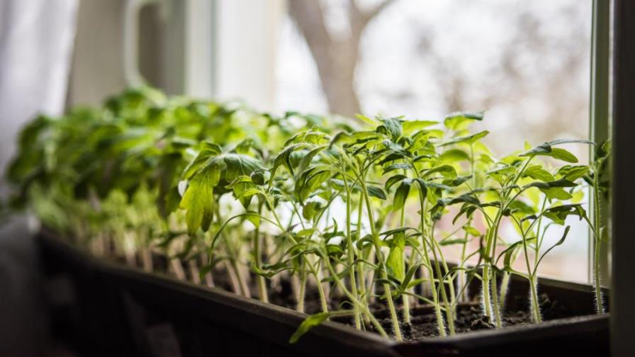 Estas verduras puedes cultivarlas en casa y no te tomará más de dos meses Estas verduras puedes cultivarlas en casa y no te tomará más de dos meses