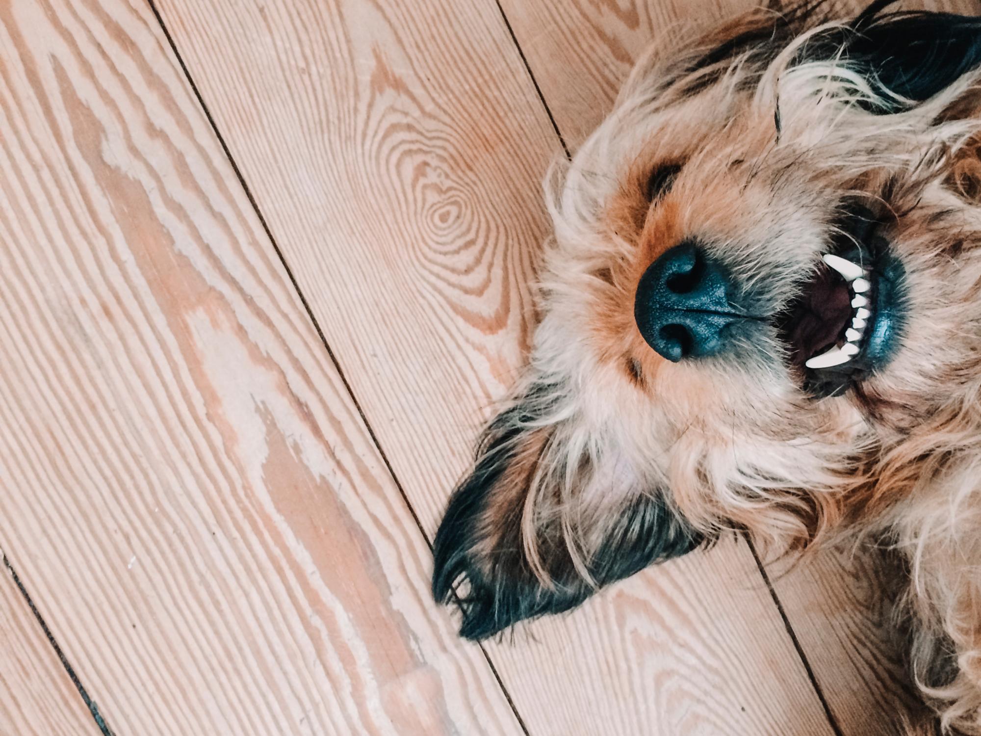 los perros dejan de crecer despues del primer celo