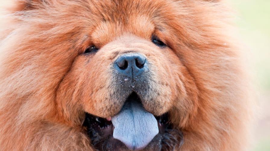 Al perro anciano le han salido “pelotas” Al perro anciano le han salido “pelotas”