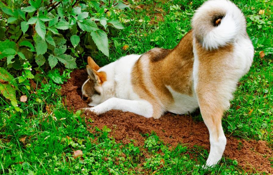 El perro le destroza el jardín
El shih tzu es el jefe...