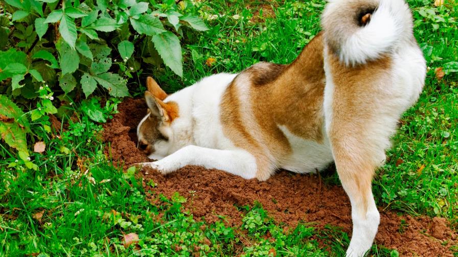 El perro le destroza el jardín
El shih tzu es el jefe...