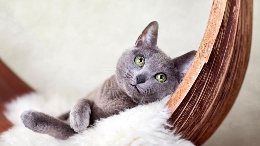 ¡El padrino más coqueto es un gato!