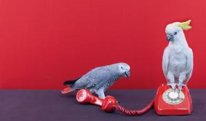 ¿Por qué los loros hablan?