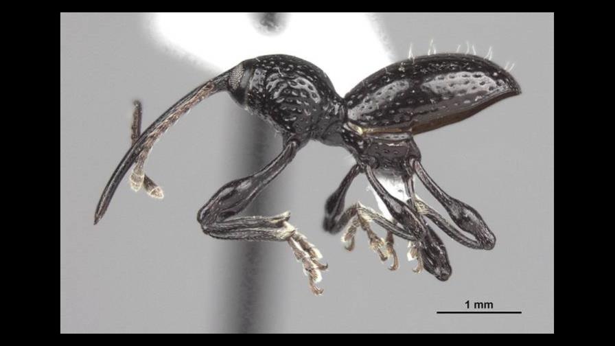 Nombran escarabajo en honor al beisbolista José Bautista Nombran escarabajo en honor al beisbolista José Bautista