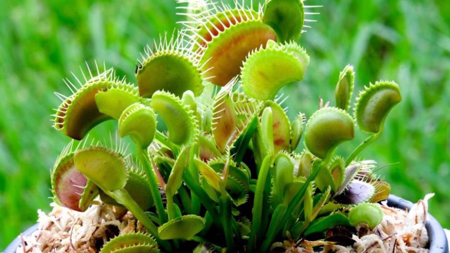 Plantas carnívoras, buenas amigas del ser humano