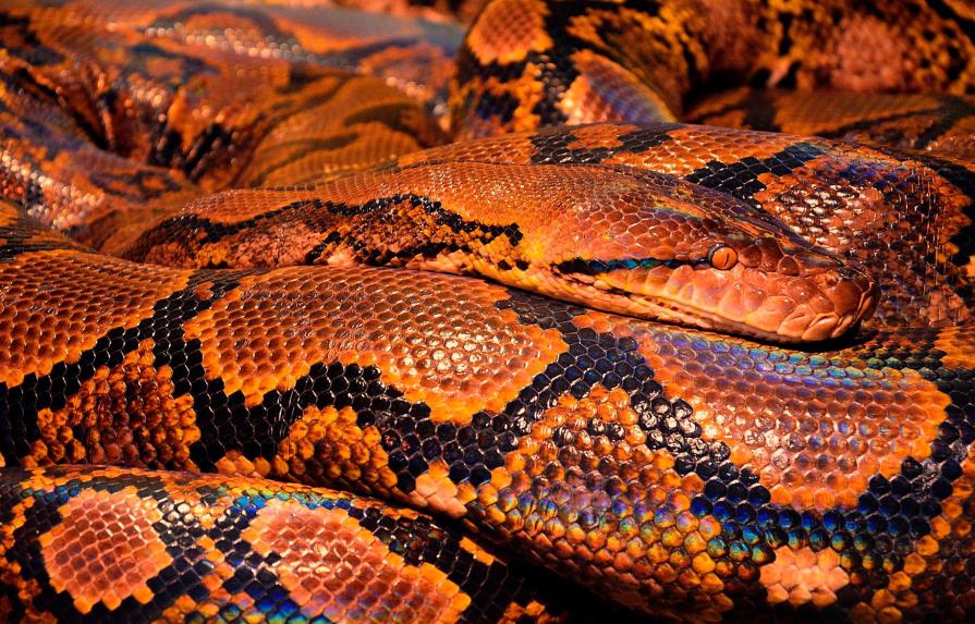 Fallece un joven en España tras la mordedura de una de sus 25 serpientes
