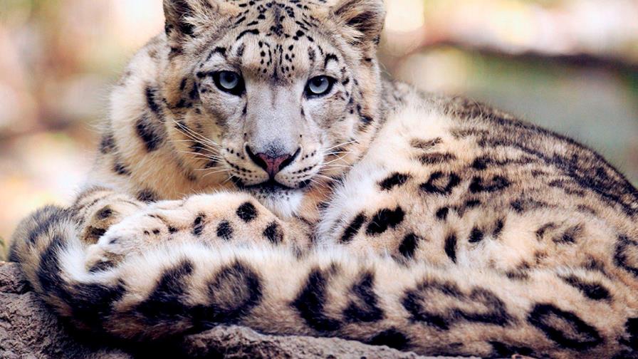 Detienen a tres personas en Sri Lanka por intentar vender carne de leopardo en extinción 