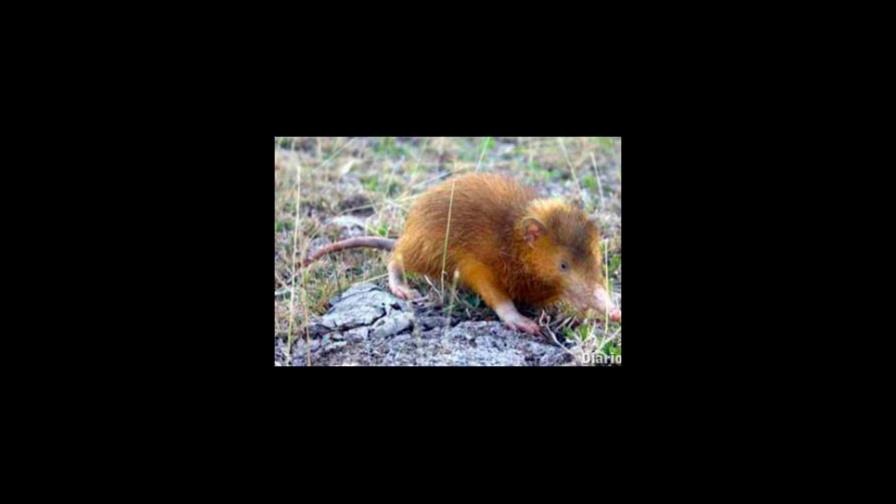 Rescatan solenodonte en Estero Hondo, Puerto Plata 