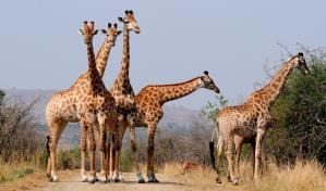 ¿Por qué las jirafas tienen esas características biológicas únicas?